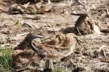 Africa;Kenia;medioambiental;naturaleza_y_medioambiente;reserva_Masai_Mara;reserva_natural;reserva_animales;animales;vida_salvaje;vida_salvaje_Africana;masas_agua;agua;rio;rios;rio_Mara;animales_muertos;mamiferos;hervivoros;antilope;nu_azul;connochaetes_taurinus;nu;nues;Masai_Mara