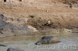 Africa;Kenia;medioambiental;naturaleza_y_medioambiente;reserva_Masai_Mara;reserva_natural;reserva_animales;animales;vida_salvaje;vida_salvaje_Africana;oviparos;reptiles;cocodrilo;cocodrilos;crocodylidae;masas_agua;agua;rio;rios;rio_Mara;Masai_Mara