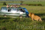 Africa;Kenia;medioambiental;naturaleza_y_medioambiente;reserva_Masai_Mara;reserva_natural;reserva_animales;animales;vida_salvaje;vida_salvaje_Africana;mamiferos;carnivoros;felinos;leon;leones;panthera_leo;macho;fotografiar;fotografiando;gente;personas;sociedad;turista;turistas;vehiculos;coches;Masai_Mara