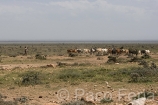Africa;Kenia;medioambiental;naturaleza_y_medioambiente;reserva_Masai_Mara;reserva_natural;gente;personas;sociedad;razas_y_etnias;africano;negroide;subsaharianos;tribu_Masai;actividades_sociales;gente_trabajando;trabajadores;trabajo;pastor_con_animales;nature_environment;ecology;ecosystem;environmentalism;scenery;landscape;land;reserve;Masai_Mara_game_reserve;Masai_Mara