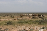 Africa;Kenia;medioambiental;naturaleza_y_medioambiente;reserva_Masai_Mara;reserva_natural;gente;personas;sociedad;razas_y_etnias;africano;negroide;subsaharianos;tribu_Masai;actividades_sociales;gente_trabajando;trabajadores;trabajo;pastor_con_animales;nature_environment;ecology;ecosystem;environmentalism;scenery;landscape;land;reserve;Masai_Mara_game_reserve;Masai_Mara