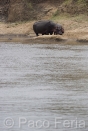 Africa;Kenia;naturaleza_y_medioambiente;medioambiental;animales;vida_salvaje;fauna;vida_salvaje_Africana;reserva_natural;reserva_natural_Masai_Mara;Masai_Mara;mamiferos;hervivoros;hipopotamo;hipopotamos;hippopotamus_amphibius;masas_agua;agua;rio;rios;rio_Mara