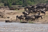 Africa;Kenia;naturaleza_y_medioambiente;medioambiental;animales;vida_salvaje;fauna;vida_salvaje_Africana;mamiferos;hervivoros;antilope;nu_azul;connochaetes_taurinus;nu;nues;la_gran_migracion;reserva_natural;reserva_natural_Masai_Mara;Masai_Mara;masas_agua;agua;rio;rios;rio_Mara;manada;manadas;rebano;actividad_animal;cruzando_rio