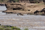 Africa;Kenia;naturaleza_y_medioambiente;medioambiental;animales;vida_salvaje;fauna;vida_salvaje_Africana;mamiferos;hervivoros;antilope;nu_azul;connochaetes_taurinus;nu;nues;la_gran_migracion;reserva_natural;reserva_natural_Masai_Mara;Masai_Mara;masas_agua;agua;rio;rios;rio_Mara;actividad_animal;cruzando_rio