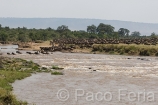 Africa;Kenia;naturaleza_y_medioambiente;medioambiental;animales;vida_salvaje;fauna;vida_salvaje_Africana;mamiferos;hervivoros;antilope;nu_azul;connochaetes_taurinus;nu;nues;la_gran_migracion;reserva_natural;reserva_natural_Masai_Mara;Masai_Mara;masas_agua;agua;rio;rios;rio_Mara;manada;manadas;rebano;actividad_animal;cruzando_rio