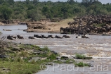 Africa;Kenia;naturaleza_y_medioambiente;medioambiental;animales;vida_salvaje;fauna;vida_salvaje_Africana;mamiferos;hervivoros;antilope;nu_azul;connochaetes_taurinus;nu;nues;la_gran_migracion;reserva_natural;reserva_natural_Masai_Mara;Masai_Mara;masas_agua;agua;rio;rios;rio_Mara;manada;manadas;rebano;actividad_animal;cruzando_rio