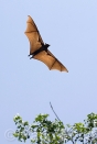 Asia;Camboya;Sudeste_Asiatico;tropico;zonas_tropicales;animales;zoologia;vida_salvaje;mamiferos;murcielagos;murcielago_fruticola;murcielagos_gigantes_volando;volar;volando;muercielago_gigante