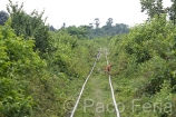 Asia;Camboya;Sudeste_Asiatico;tropico;zonas_tropicales;Zonas_Rurales;El_tren_Bambu;transporte;medios_transporte;transporte_terrestre;tren;vias_del_tren;vias_del_ferrocarril;naturaleza_y_medioambiente;medioambiental;paisajes;paisaje_tropical;animales;zoologia;animales_domesticos;mascotas;animales_compania;perro;perros