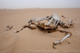 Africa;Mauritania;desierto_del_Sahara;el_Sahel;animales;animales_domesticos;dromedario;camelus_dromedarius;naturaleza_y_medioambiente;medioambiental;animales_muertos;muerte;esqueletos;huesos;paisajes;paisajes_del_desierto;podrido