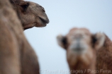 Africa;Mauritania;desierto_del_Sahara;el_Sahel;animales;animales_domesticos;dromedario;camelus_dromedarius;pareja