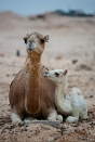 Africa;Mauritania;desierto_del_Sahara;el_Sahel;animales;animales_domesticos;dromedario;camelus_dromedarius;gente;personas;sociedad;padres;madre;madres;crias;animales_jovenes;familia;madres_hijos;pareja