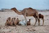 Africa;Mauritania;desierto_del_Sahara;el_Sahel;animales;animales_domesticos;dromedario;camelus_dromedarius;gente;personas;sociedad;padres;madre;madres;crias;animales_jovenes;familia;madres_hijos