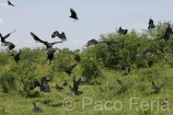 centroamerica_America_Central;animales;zoologia;vida_salvaje;oviparos;aves;pajaros;zopilote;buitres;tropico;zonas_tropicales