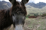 America_del_Sur;Sudamerica;tropico;zonas_tropicales;naturaleza_y_medioambiente;medioambiental;paisajes;valles;valle_sagrado_Incas;montanas;cadena_montanosa;cordillera;cordillera_Andes;paisaje_andino;medio_rural;pueblos_rurales;aldeas_rurales;casas;viviendas;animales;animales_domesticos;animales_granja;burro;burros;montana