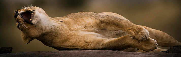 Lioness, Massai Mara