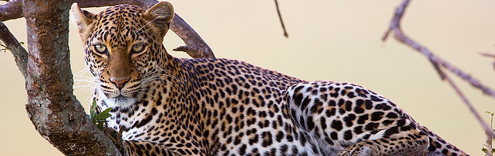 Leopard at the Massai Mara game reserve