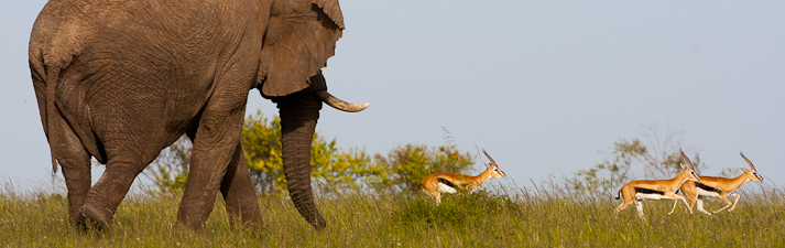 elephant, Massai Mara game reserve