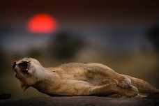 Leona al atardecer, Massai Mara, Kenya