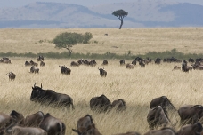 La Gran Migración, Masai Mara, kenya