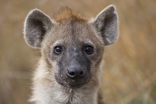 Hyena, Masai Mara, kenya