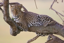 Leopardo, Masai Mara, Kenya