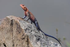 Lizard next to Mara river, Masai Mara Kenya