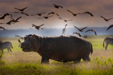 Hippo, Nakuru NP, Kenya