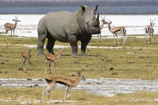 Rinoceronte, Nakuru NP, kenya