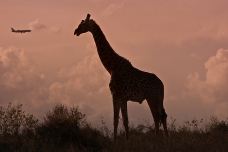 Aircraft & Giraffe, Nairobi NP, Kenya
