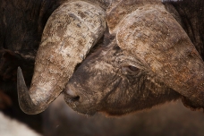 Bufalo cafre, Nakuru NP, Kenya