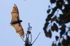 Bat flying, Cambodia