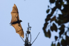 Murciélago gigante, Camboya