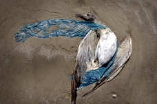 Dead seagull, Galveston beach, Texas, U.S.A