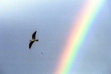 Gaviotas y Arco iris, Galicia, Spain