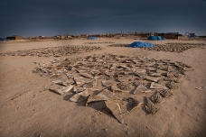 Aletas de tiburón, Nouadhibou, Mauritania